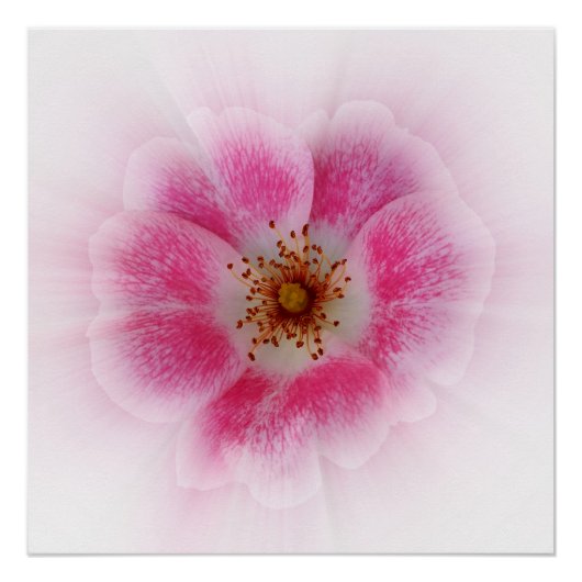lichtroze bloem perfect poster (Voorkant)