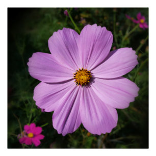 lichtroze bloemen perfect poster