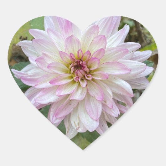 Lichtroze Dahlia met Roze Punten Hart Sticker (Voorkant)
