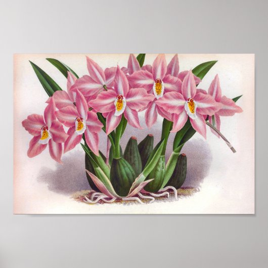  lichtroze orchideeën Crispum Fastuosum Poster (Voorkant)
