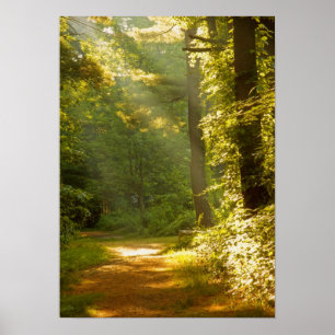 Lichtstralen in het bos poster