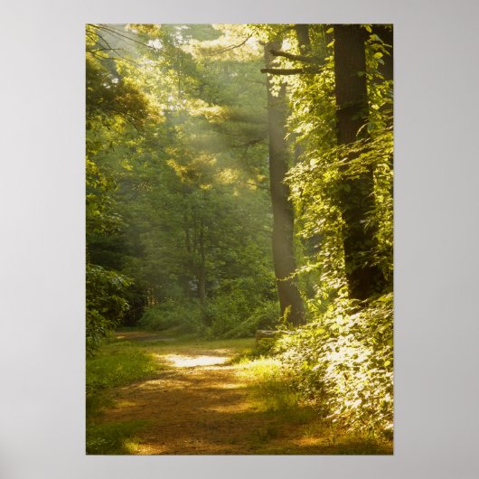 Lichtstralen in het bos poster (Voorkant)