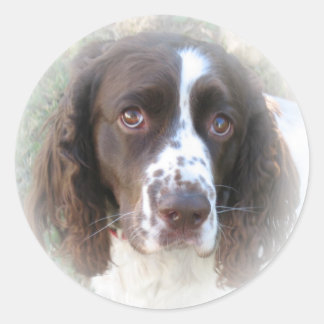 Lief Engels Springer Spaniel Stickers