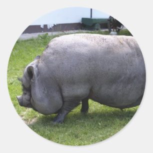 lief varkentje   Dierlijk Boerderij Ronde Sticker