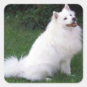 Liefde Amerikaanse Eskimo Puppy Dog Sticker / Labe
