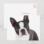 Liefde Boston Terrier Puppy Dog Briefkaart (Voorkant / Achterkant)