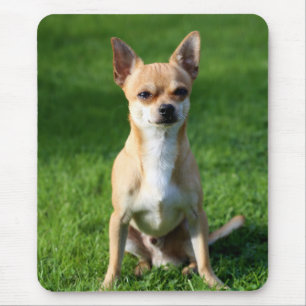 Liefde Chihuahua Puppie Hond Muismat