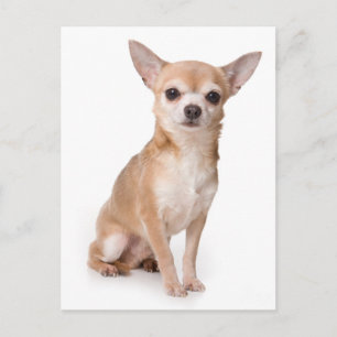 Liefde Chihuahua Puppie Hond Postkaart