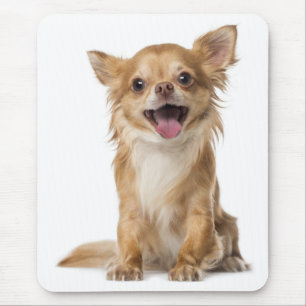 Liefde Chihuahua Puppies Hond Muismat