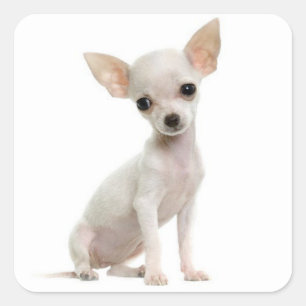 Liefde Chihuahua Puppy Dog Groet Stickers