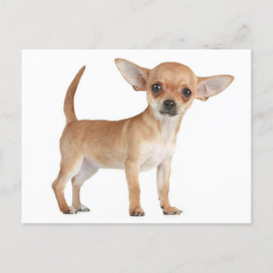 Liefde Chihuahua Puppy Dog Post Kaart