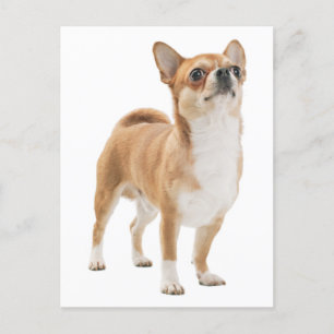 Liefde Chihuahua Puppy Dog Post Kaart