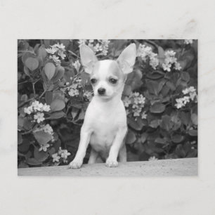 Liefde Chihuahua Puppy Hond Zwart En Wit Postkaart