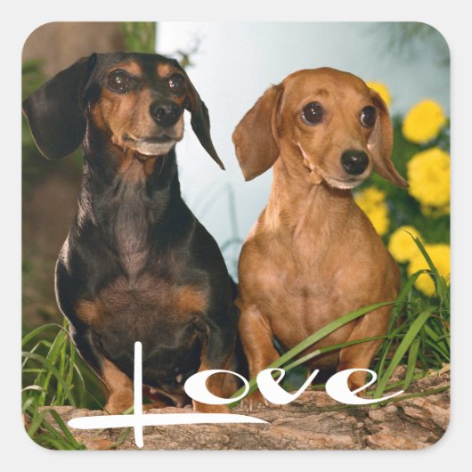 Liefde Dachshund Puppy Dog Sticker / zeehond (Voorkant)