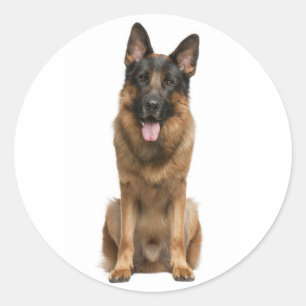 Liefde Duitse Herdershond Puppies Stickers