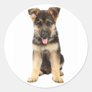 Liefde Duitse Herdershond Puppies Stickers