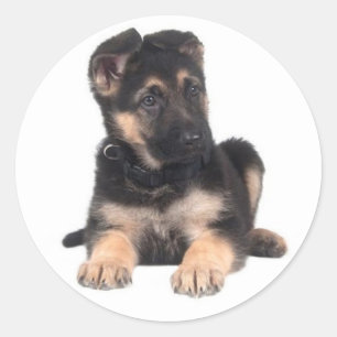 Liefde Duitse Herdershond Puppies Stickers