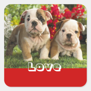 Liefde Engelse Bulldog Puppy Hond Groet Sticker