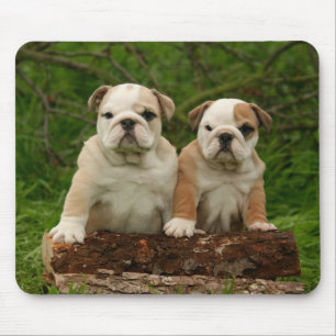 Liefde Engelse Bulldog Puppy Hond Muismat