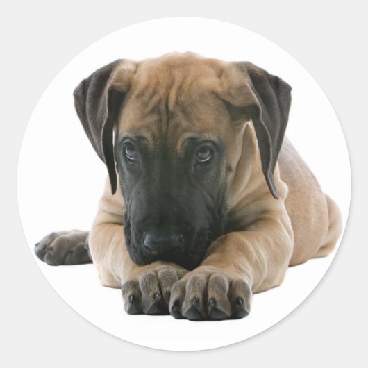 Liefde Grote Dane Puppy Dog Sticker / Seal (Voorkant)