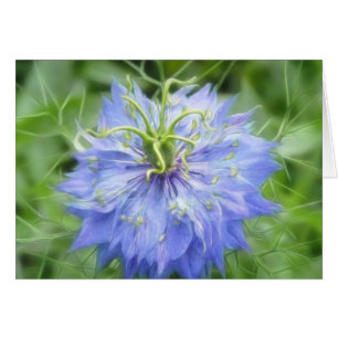 Liefde in een mist - Nigella Damascena