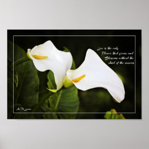 Liefde is de enige bloem poster