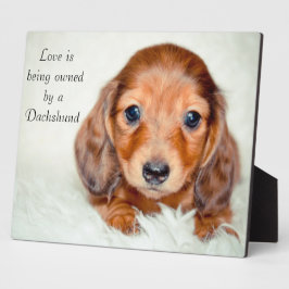 Liefde is eigendom van een Dachshund Fotoplaat