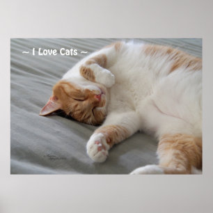 Liefde Katten schattig kat slapen Poster