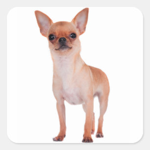 Liefde Kort Haar Chihuahua Puppy Hond Vierkante Sticker