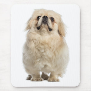 Liefde Pekingese Puppy Hond Muismat