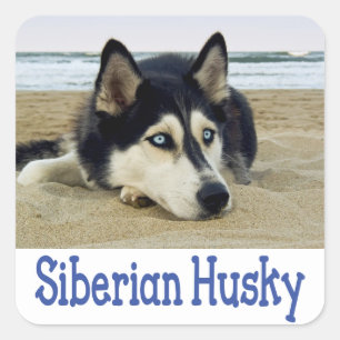 Liefde Siberische Husky Puppy Dog Groet Stickers