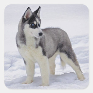 Liefde Siberische Husky Puppy Dog Groet Stickers