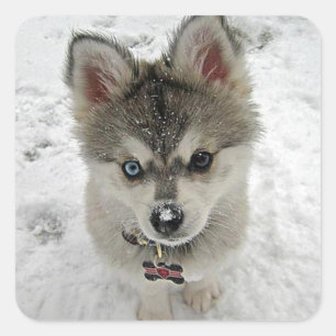 Liefde Siberische Husky Puppy Dog Groet Stickers