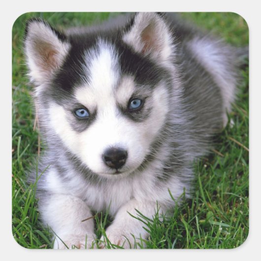 Liefde Siberische Husky Puppy Dog Groet Stickers (Voorkant)