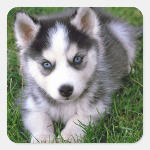 Liefde Siberische Husky Puppy Dog Groet Stickers