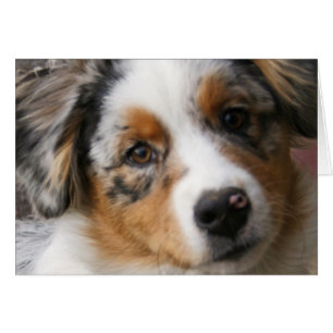 Liefde van Aussie