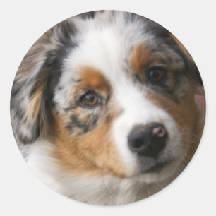 Liefde van Aussie Ronde Sticker