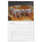 Liefde van Bulldog Calander Kalender (Feb 2027)