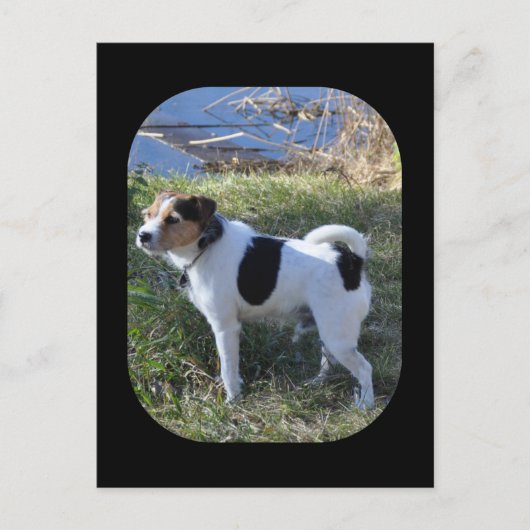 Liefde van de hond door Janz Jack Russell Briefkaart (Voorkant)