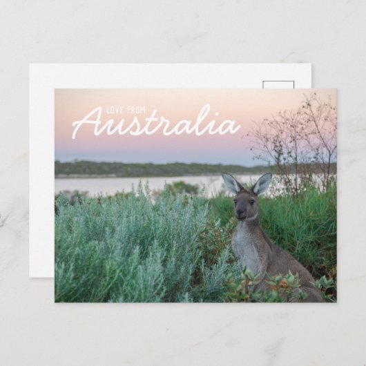 Liefde van het Australische Briefkaart Kangaroo Su (Voorkant / Achterkant)