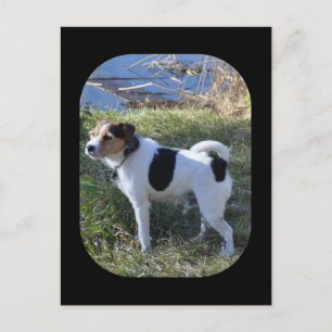 Liefde van Janz Jack Russell Briefkaart