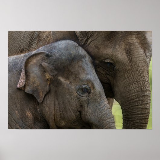 Liefde van moeder Elephant Poster (Voorkant)