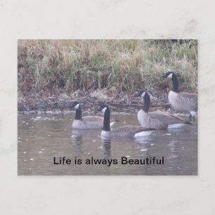 Liefde van Natuur Briefkaart