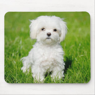 Liefde Witte Maltese Puppy Hond Muismat