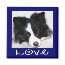 Liefde Zwart & Wit Border Collie Puppy Blauwe Magn