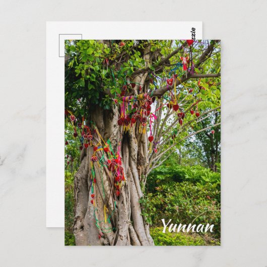 Liefdesboom, Zhonghe - Yunnan, China Briefkaart (Voorkant / Achterkant)