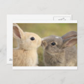 liefhebbende konijn briefkaart (Voorkant / Achterkant)
