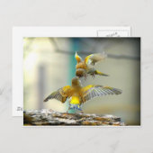 liefhebbende vogels briefkaart (Voorkant / Achterkant)