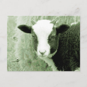 Liefjes lam in groenachtige tinten briefkaart