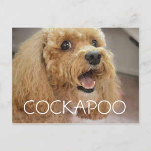 Lieflijke Cockapoo-hond Lacht Briefkaart